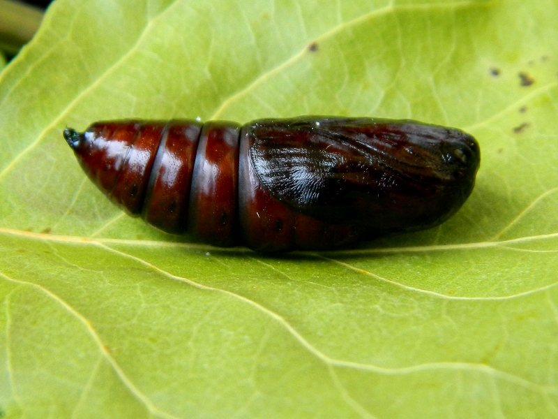 Pterostoma palpina - Ciclo vitale